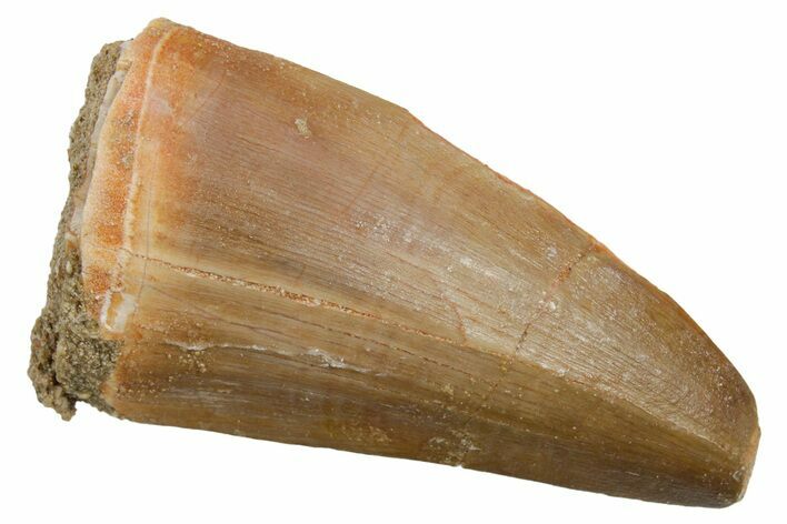 Fossil Mosasaur (Hainosaurus) Tooth - Morocco #353207